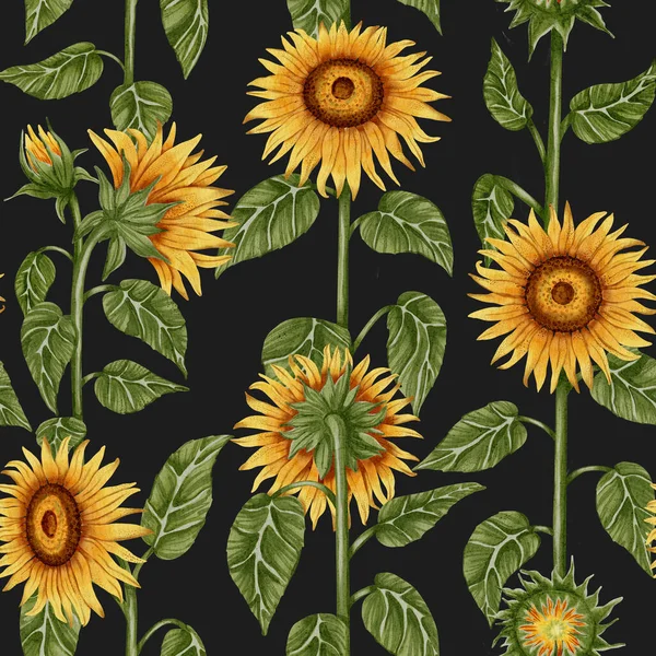 Uzun ayçiçekleri ve yeşil yaprakları olan kusursuz suluboya deseni. Tekstil tasarımı, ambalaj, duvar kağıdı ve ekolojik ürünler için harika.