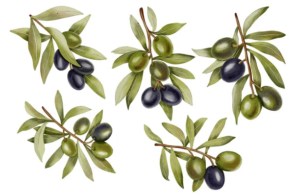 Yeşil, siyah meyve ve yapraklarla suluboya zeytin dalları. Zeytin dalları, yapraklar ve meyveler. Kumaş, ambalaj kağıdı, hatıra defteri, ambalaj tasarımı, mutfak, menü için.