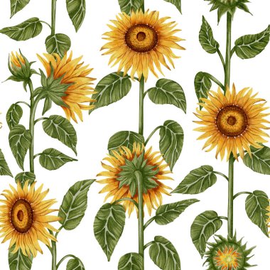 Uzun ayçiçekleri ve yeşil yaprakları olan kusursuz suluboya deseni. Tekstil tasarımı, ambalaj, duvar kağıdı ve ekolojik ürünler için harika.