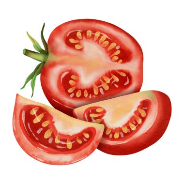 Bir domatesin kesiti. Taze domatesin suluboya çizimi. El yapımı suluboya. Sebzeler. Marka ambalajlama, şirket kimliği, eko-ürünler, tarım ve menü tasarımı için mükemmel.