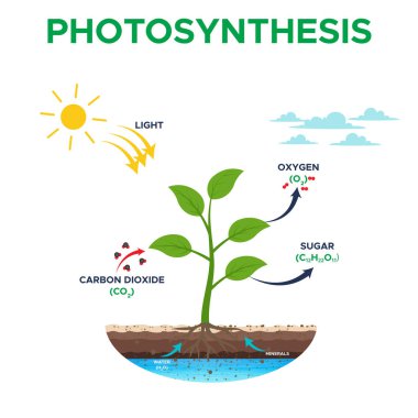 Photosynthesis is the process plants use to convert sunlight water and carbon dioxide into oxygen and energy for growth