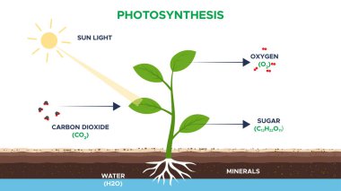 Learn about photosynthesis the biological process where plants use sunlight water and carbon dioxide to create oxygen and energy