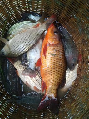 Taze yakalanmış çeşitli balıklar dokuma sepetinde yüzüyor, canlı hasat ganimeti.