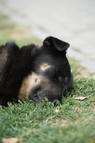 Bahçedeki çimlerin üzerinde yatan bir köpek.