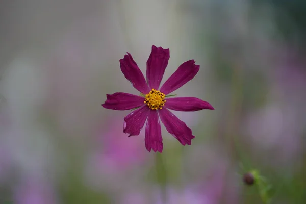 Çiçek açan bitkilerin tohum üreme sistemi. Bir çiçek, spor ve gamet üretimi için uyarlanan ve tohumlar içeren bir meyve oluşumuyla sonuçlanan modifiye edilmiş, kısaltılmış ve büyüme limitli bir spordur..