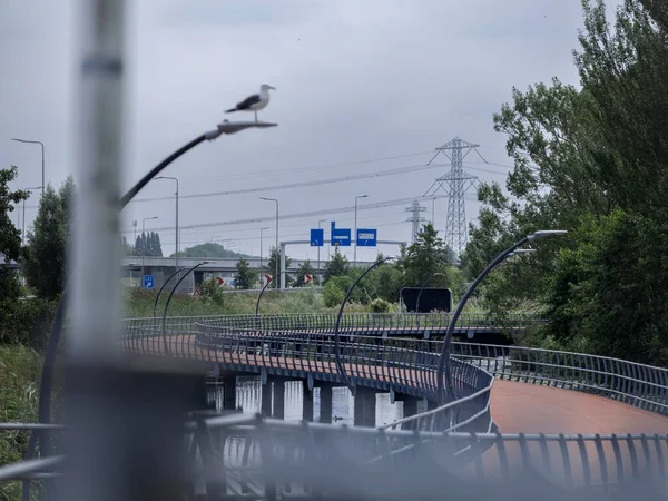 Seagull perched on curved metal structure of modern bridge with highway background