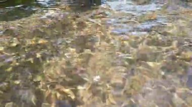 Güneş ışığı yansıması olan bir nehirdeki temiz su akıntısı