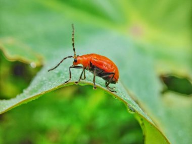 Aulacophora indica veya turuncu böcek yeşil bir yaprağın üzerinde yürüyorlar. 