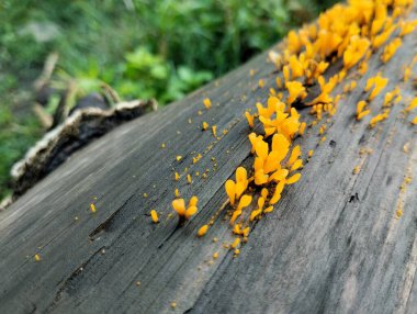 Dacryopinax spathularia ya da çürümüş ve nemli odunlarda yetişen sarı mantar 