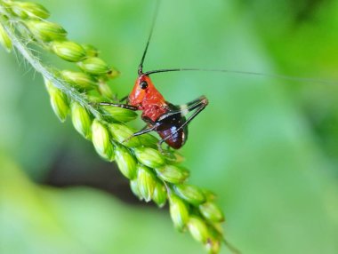 Kırmızı Conocephalus melanenus bulanık arka planlı yeşil çimlerde yürüyor 