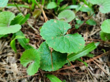 Gotu kola veya centella asiatica yaprakları yeşildir ve yerde yetişir. Gotu kola yaprakları tırtıklı kenarlı yuvarlaktır. Gotu kola veya centella asiatica yapraklarının birçok sağlık faydaları vardır