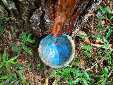 Çam ağacının özsuyu mavi bir kabın içinde toplanıyor. Özsuyu çam ağacının gövdesinden çıkar ve kabın içine damlar.