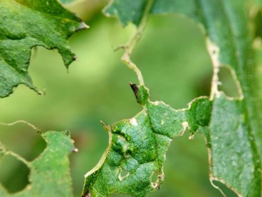 Böcek ısırığından kaynaklanan delikli yeşil yapraklar. Bulanık arkaplanda delikleri ve dokusu olan yapraklar 