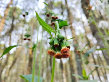 Sintrong yaprağı çiçek tomurcukları veya Crassocephalum crepidioides sebze olarak kullanılabilen etli ve yapışkan gövdeli bitkilerden biridir.