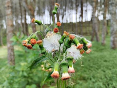 Sintrong yaprağı çiçek tomurcukları veya Crassocephalum crepidioides sebze olarak kullanılabilen etli ve yapışkan gövdeli bitkilerden biridir.