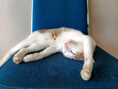 Rahatlayan kedi, mavi bir sandalyede mışıl mışıl uyuyor, sakin bir anın tadını çıkarıyor. Evcil hayvan davranışlarını ya da huzurlu bir yaşam tarzını resmetmek için mükemmel..