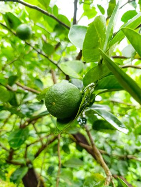 Taze yeşil limon, ıslak yaprakların arasında bir ağaç dalına asılarak sağlıklı beslenme ve doğal içerik kavramları için ideal canlı ve ferahlatıcı bir sahne yaratır..