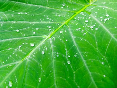 Dokusunu ve canlı rengini vurgulayan su damlacıklarıyla taze yeşil bir yaprağın yakın çekimi doğa ya da organik temalar için harika.