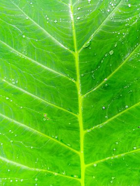 Detaylı yakın plan, canlı yeşil bir yaprağın üzerindeki su damlacıklarını gösteriyor. Karmaşık damar yapısını vurguluyor. Doğa ya da botanik temalar için mükemmel..