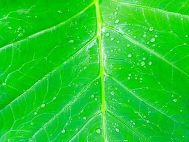 Parlak su damlacıklarıyla süslenmiş canlı yeşil bir yaprağın detaylı görüntüleri botanik ve çevresel tasarımlar için mükemmel doğal desenler sergiliyor..