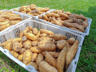 Taze tatlı patateslerle dolup taşan sepetler yeşil çimlerin üzerinde duruyor. Bu da tarımsal ve sağlıklı yiyecekler için verimli bir hasat kullanıldığını gösteriyor..