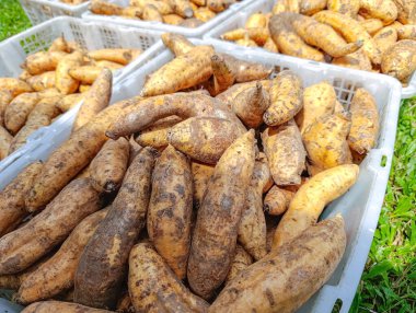 Taze toplanmış tatlı patatesler markete ya da depoya hazır beyaz plastik kasaları doldurur. Taze ürünler ve sağlıklı bir yaşam tarzı sunar..