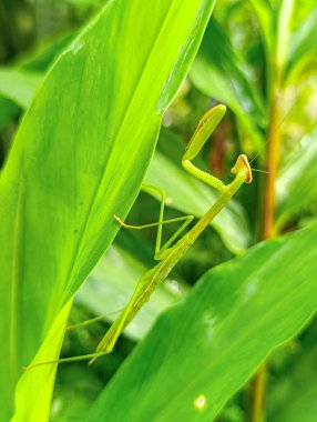 Yeşil peygamber devesi büyük bir yaprağa yapışır, kamuflajını ve benzersiz duruşunu gösterir, doğa ve vahşi yaşam yayınları için mükemmeldir..