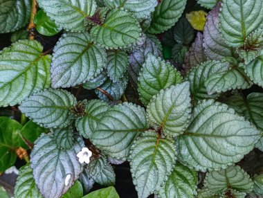 Bir Pilea Nummulariifolia 'nın detaylandırılmış yeşil yapraklar ve küçük beyaz bir çiçek içeren bu doğal bitki örtüsü harika bir zemin oluşturur..
