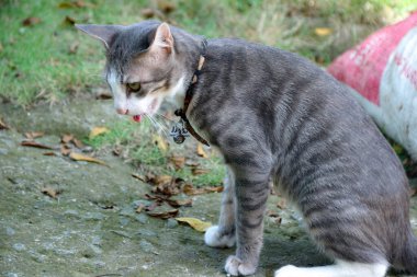 Gri tekir kedi çimenli alanın yakınındaki beton zeminde soluk soluğa kalıyor ve evcil hayvan sağlığıyla ilgili makaleler için mükemmel olabilecek bir potansiyel yaratıyor..