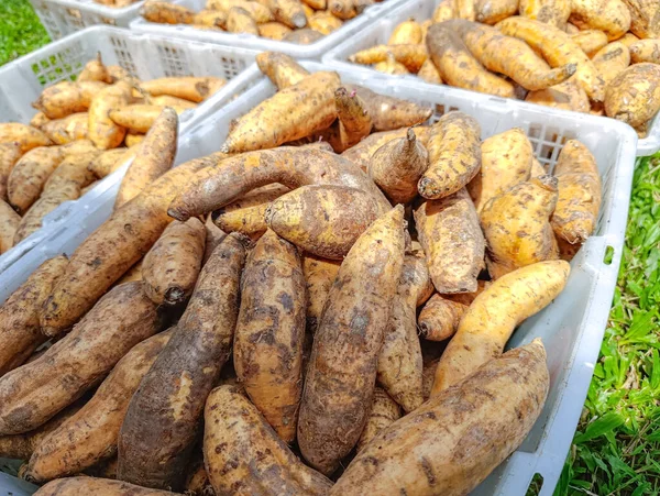 Taze toplanmış tatlı patatesler markete ya da depoya hazır beyaz plastik kasaları doldurur. Taze ürünler ve sağlıklı bir yaşam tarzı sunar..