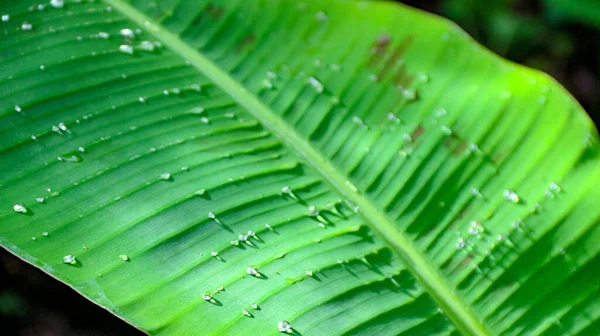 Su damlacıklarıyla kaplı parlak yeşil muz yaprağına yakın plan, botanik veya tropikal temalı projeler için ideal tazeliği ve doğayı çağrıştırıyor.