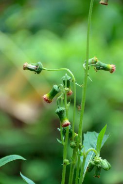 Küçük bir karınca tohum başları ile çevrili uzun bir bitki gövdesine tırmanır ve yumuşak yeşil bir arka plan, doğa veya bilime dayalı içerik için idealdir.