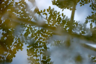 Yapraklı dallar suya yansıyarak soyut ve rahatlatıcı bir görüntü yaratıyor. Arka plan ve doğa temalı tasarımlar için mükemmel..
