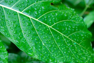 Su damlacıklarıyla kaplı canlı yeşil bir yaprağın yakınına. Detaylı damarlarını sergiliyor. Doğa ve botanik çizimler için mükemmel..