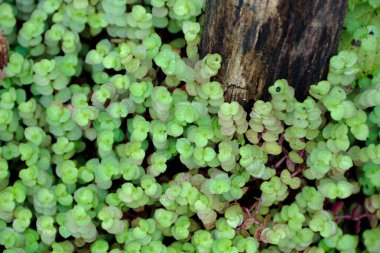 Yakın plan, eski ahşap bir kütüğün yanında yetişen yemyeşil toprak örtüsü bitkisinin doğal bir sahne yarattığını gösteriyor. Bahçıvanlık ve doğa temaları için harika..