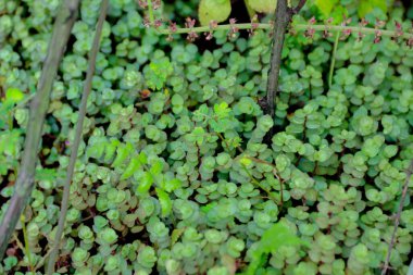 Yoğun zemin örtüsü küçük, yuvarlak yeşil yaprakları ince dallarla birbirine karıştırarak, bahçecilik veya botanik arka planlar için ideal doğal bir doku oluşturur..