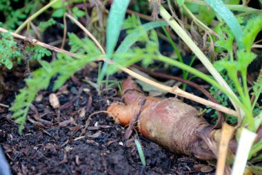 Organik bahçeden toplanan taze havuç, koyu toprakta gömülü yeşil yapraklı üstler çiftçilik ve sağlıklı gıda kavramları için idealdir..