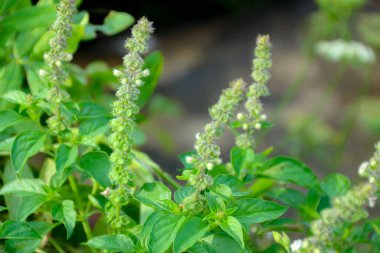 Yeşil yaprakları ve tomurcuklanan çiçekleri gösteren canlı bir bitkinin yakın çekimi, taze doğal bir estetik yaratıyor. Mutfak temalı ya da bahçe temalı görseller için mükemmel..