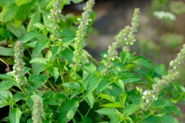 Taze yeşil bitki çiçek açıyor. Açık havada küçük beyaz çiçekler açıyor. Yemek pişirmek ya da bahçeyle ilgili içerikler için mükemmel..