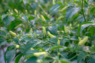 Bahçe ortamında yeşil yapraklı ve biberli kırmızı biber bitkilerinin yakın çekimi tarım ve bahçıvanlık için mükemmel..