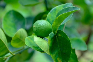 Canlı yapraklarla dolu bir ağaç dalında yetişen taze yeşil kireç yakın plan çekimde resmedilir, yiyecekle ilgili görüntüler için mükemmeldir..