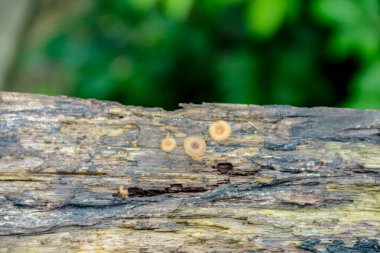 Yeşilliklerle çevrili çürüyen bir kütükte birkaç küçük mantar büyüyor. Doğa ve miyoloji projeleri için mükemmel doğal ve detaylı bir görüş sunuyorlar..