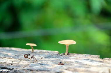 Çürüyen bir kütükten çıkan küçük mantarlar yemyeşil orman ortamında hayat döngüsünü gösteriyor. Bunu doğa ya da mikoloji odaklı projeler için kullanın..