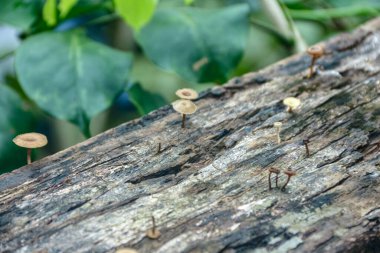 Küçük mantarlar, arka planda yeşil yeşillikler olan bir orman ortamında dokulu bir kütükte yetişir, doğa ve orman temaları için mükemmeldir..
