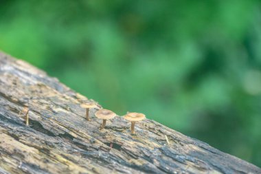 Sakin bir orman ortamında düşen bir kütükten çıkan küçük mantarlar doğal bir manzara yaratıyor, doğa ve çevre projeleri için mükemmel..