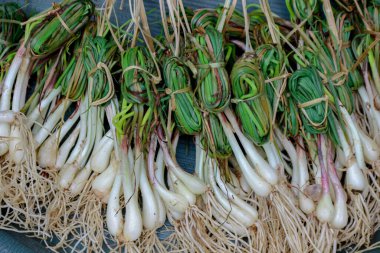 Yeşil tepsiler halinde dizilmiş taze soğanların yakın plan çekimi. Bu soğanlar yemek pişirmek ve lezzet katmak için mükemmeldir..