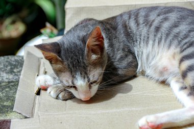 Gri çizgili kedi dışarıda karton bir yüzeyde huzur içinde yatar. Yumuşak ışık rahat pozunu artırır. Evcil hayvan ve hayvanlarla ilgili içerik için uygun memnuniyeti gösterir..
