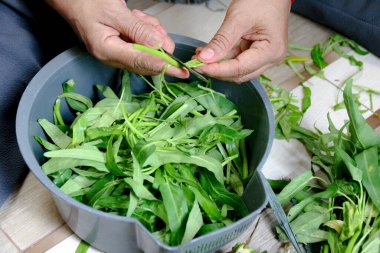 Elleri yemek hazırlamak için kabın içinde makas ile su ıspanağı yapraklarını buduyor. Bu resim sağlıklı beslenmeyle ilgili mutfak içeriği için uygundur..