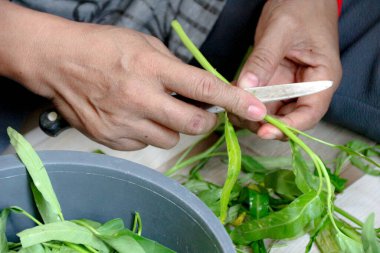 Ev yapımı yemek için gri bir kabın içinde su ıspanağı hazırlayan kişi; bu resim mutfak projeleri için uygundur.