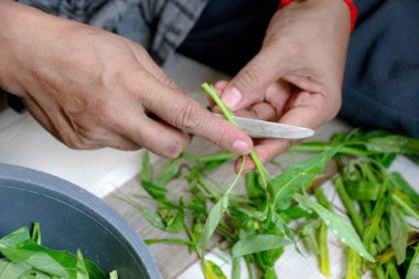 Eller evde yemek hazırlamak için küçük bir bıçak kullanarak taze yeşil sebzeleri dikkatlice keser. Bu resim yemek pişirmek veya yaşam tarzı içeriği için idealdir..